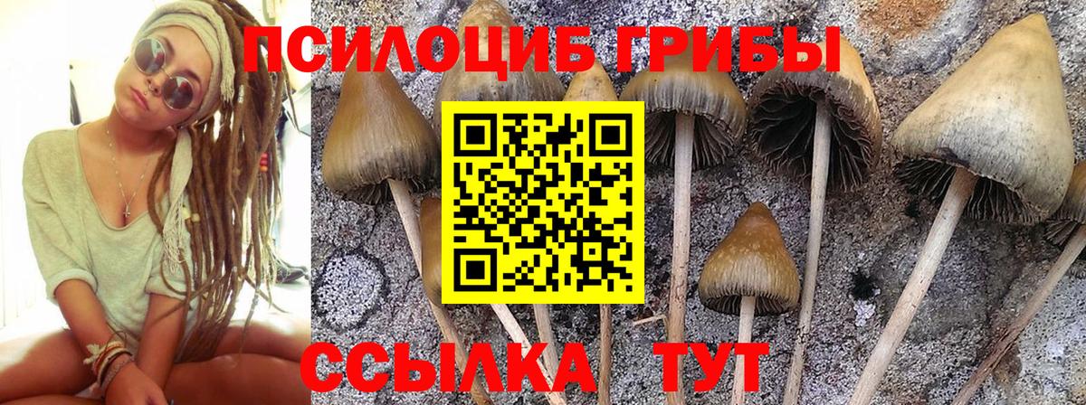 Галлюциногенные грибы Psilocybine cubensis Луховицы