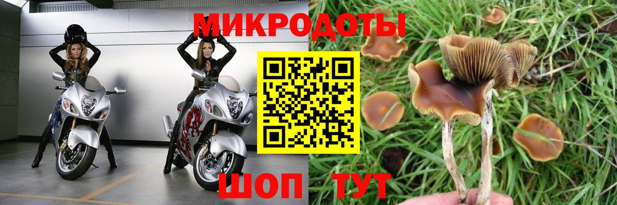 Псилоцибиновые грибы Psilocybe Луховицы